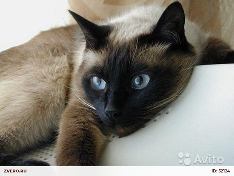 Сиамский кот Маркиз