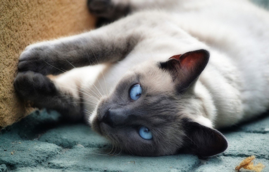 Сиамская кошка косоглазая