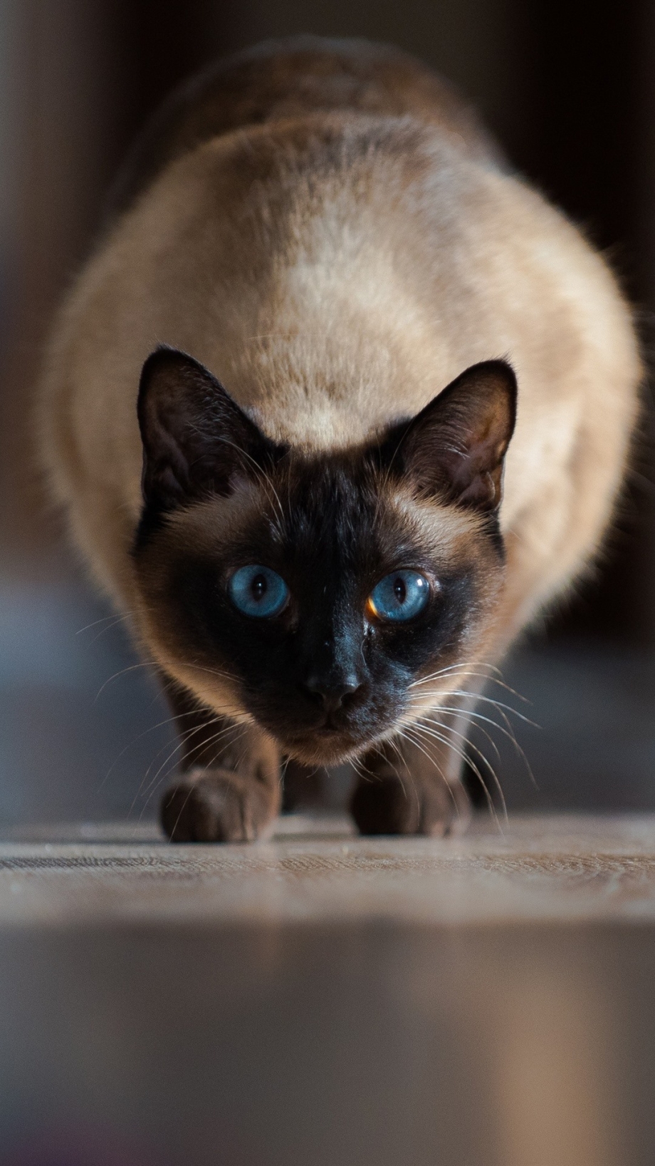 Сиамский кот короткошерстный