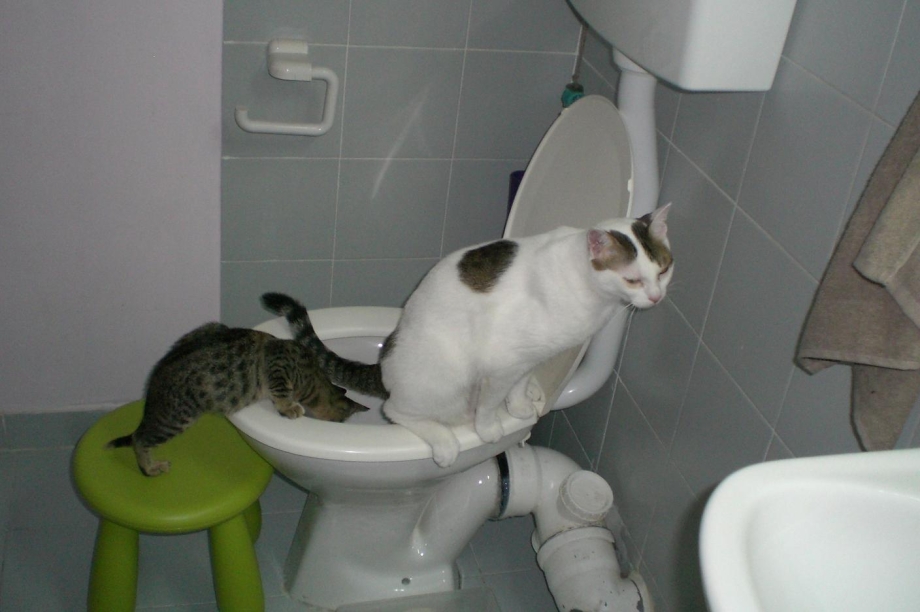 Кот какает