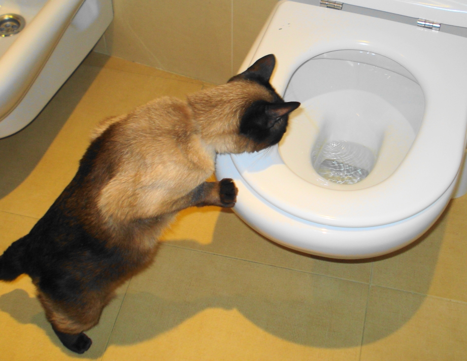 Лоток для кота