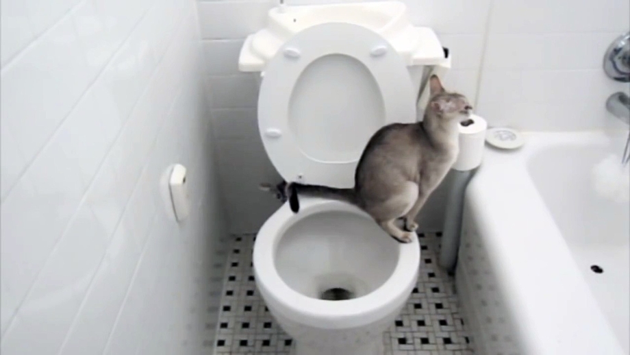 Кот на унитазе
