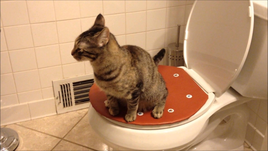 Приучить кошку к унитазу