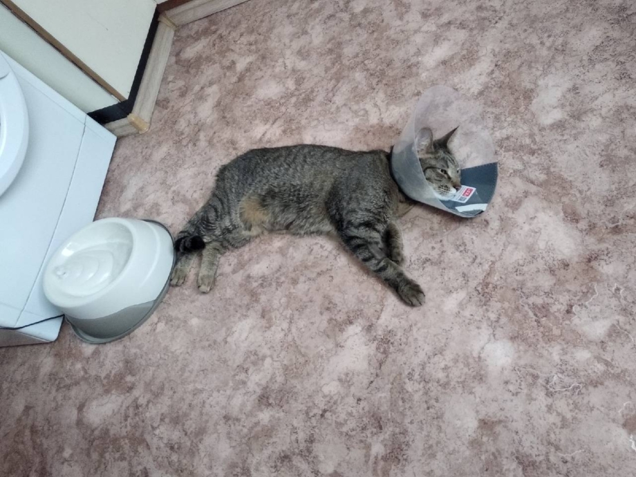 Кот на унитазе