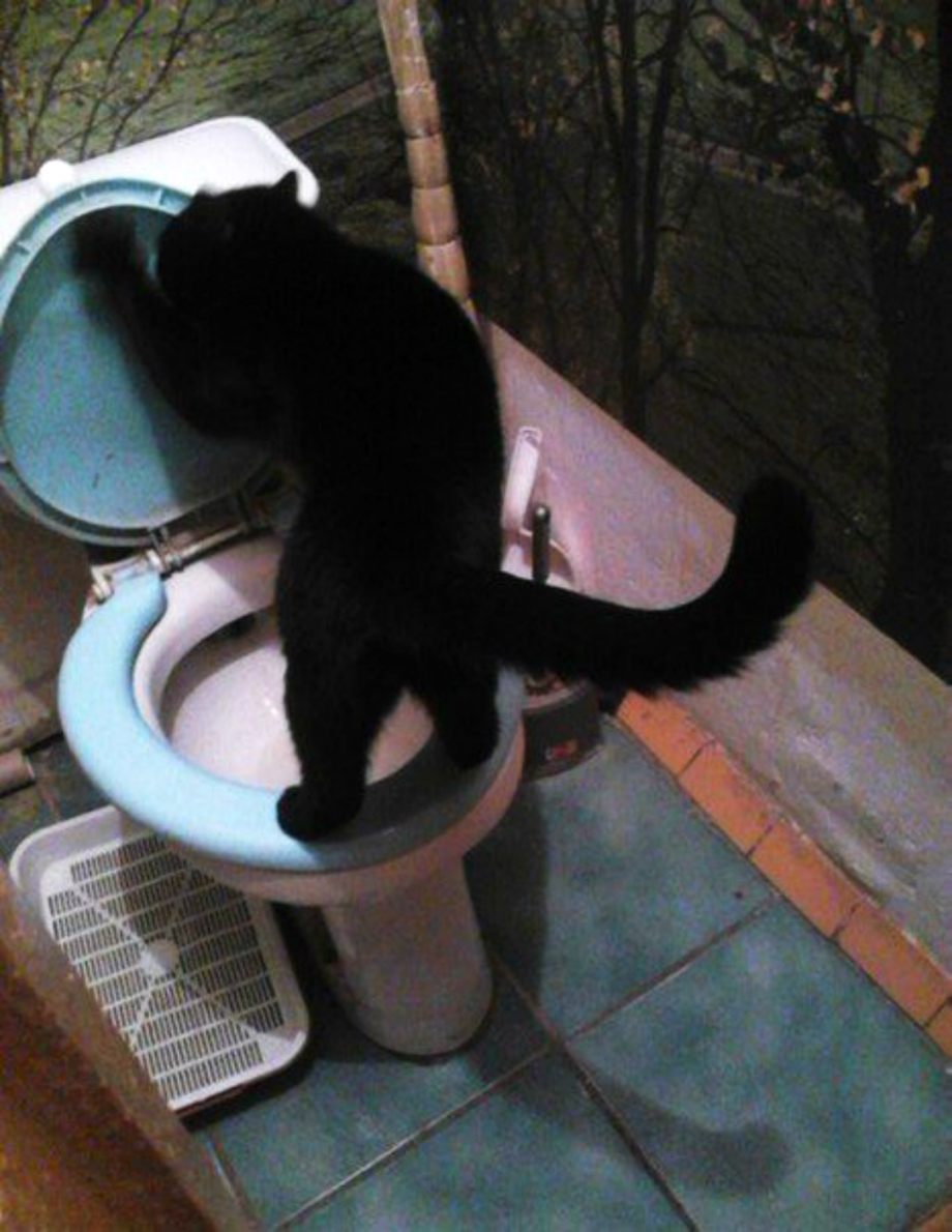 Котенок ходит в туалет