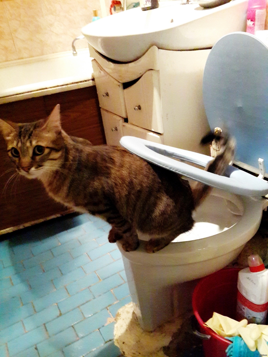 Кот на унитазе