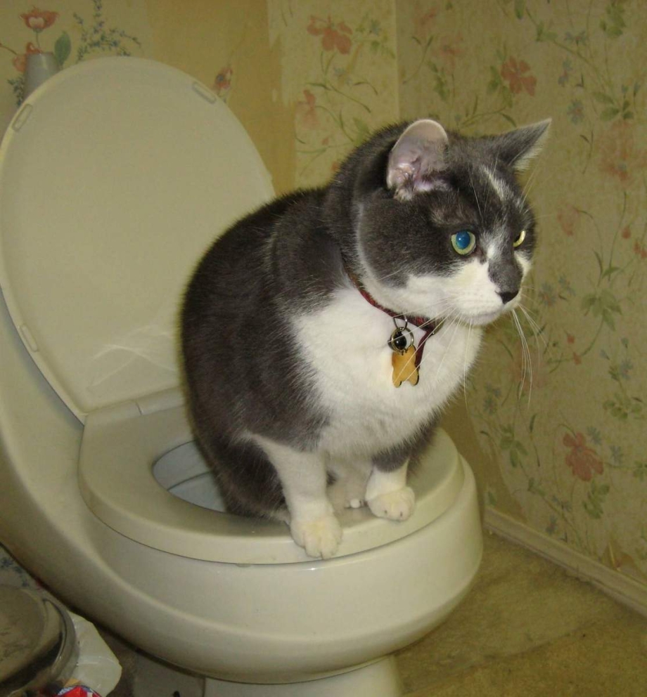 Кот на унитазе