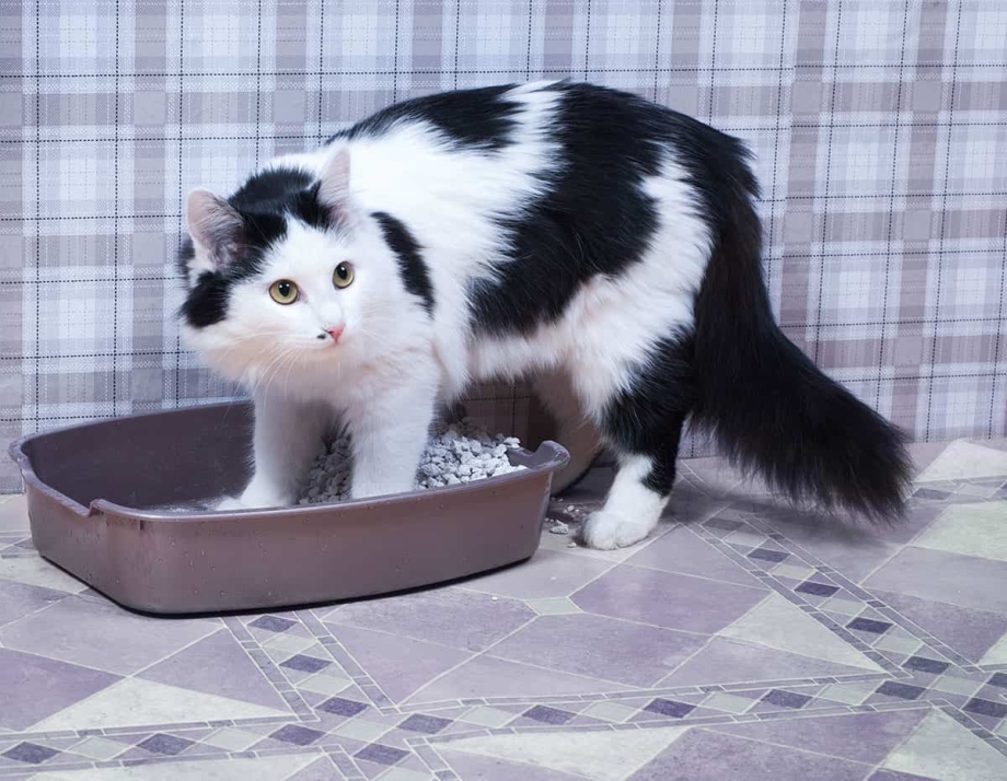 Кот закапывает лоток