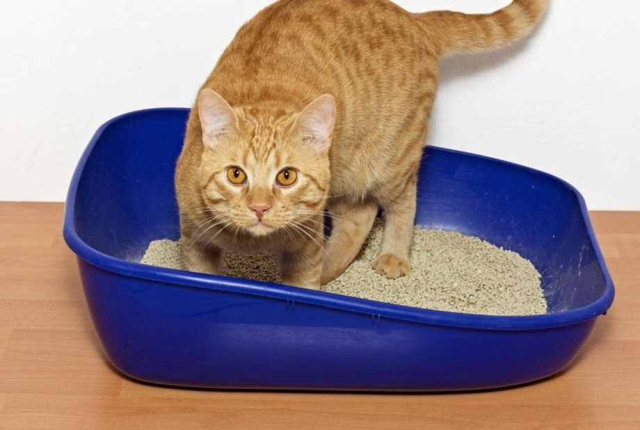 Кот какает