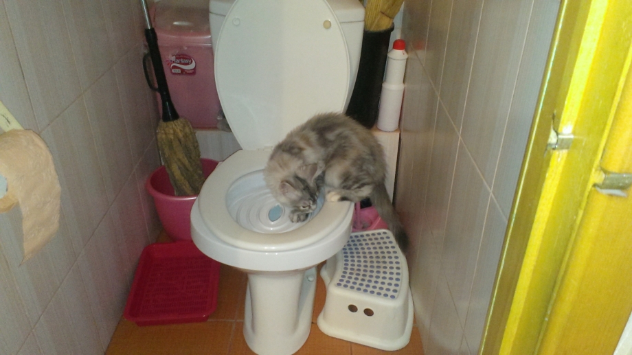Кошка не ходит в туалет