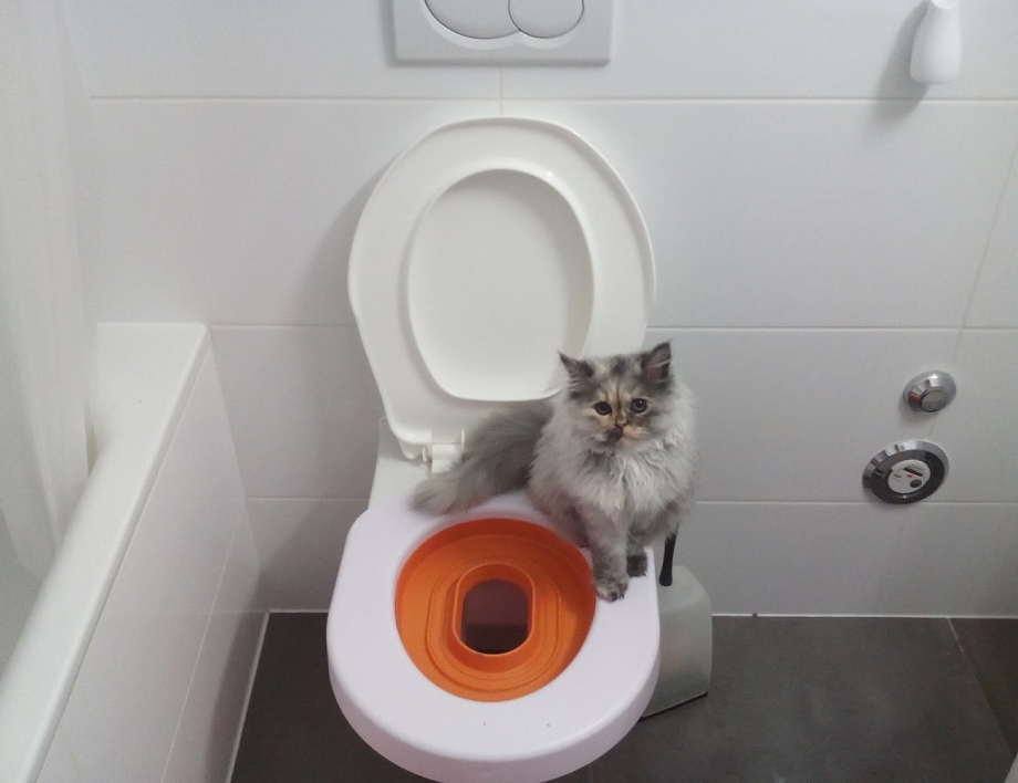 Система приучения кота к унитазу