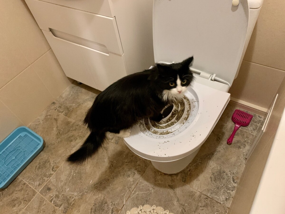 Лоток для кошек