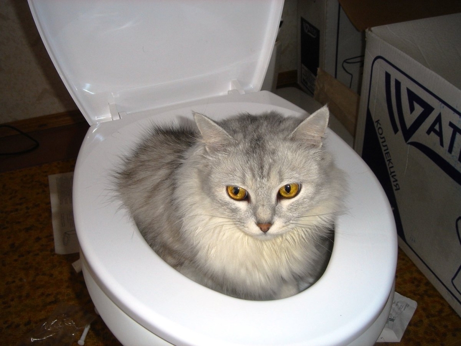 Смешной кот в туалете