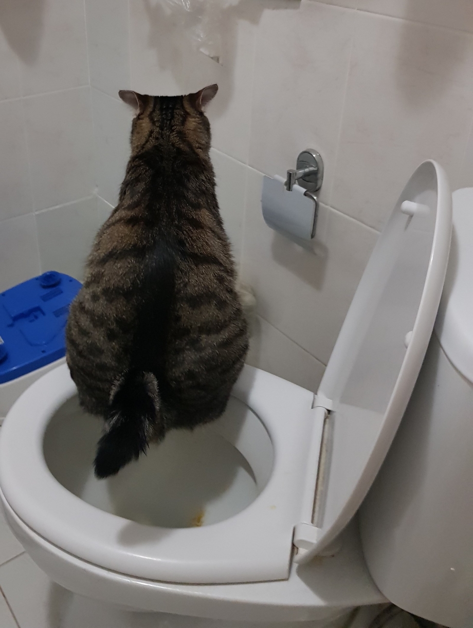 Унитаз для кошек