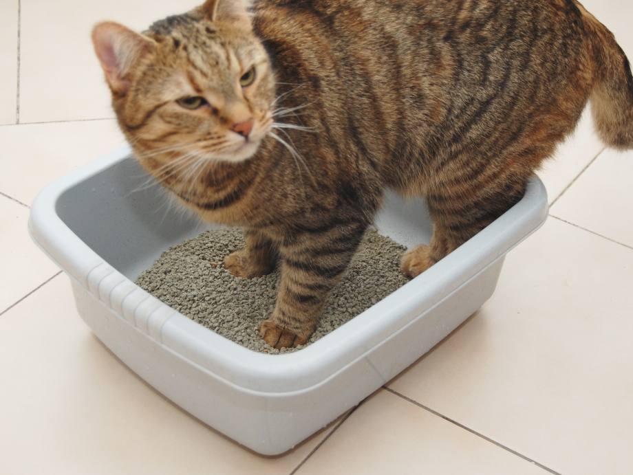 Лоток для кота
