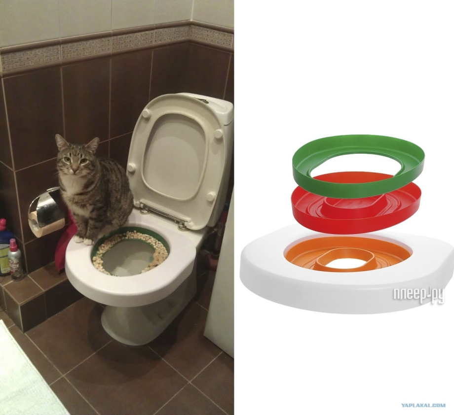 Рыжий кот на унитазе