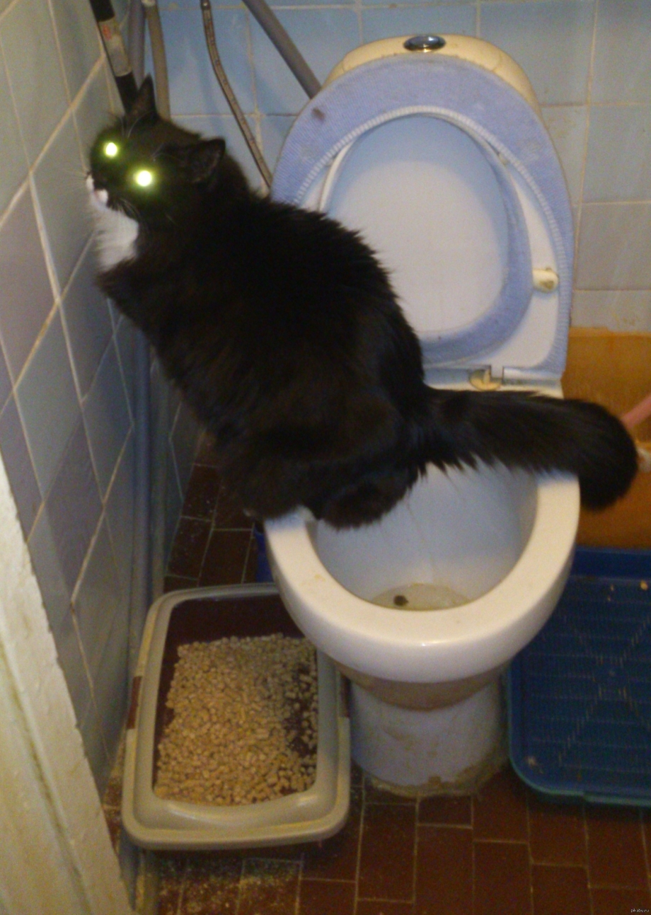 Приучегие кота к ун тазу