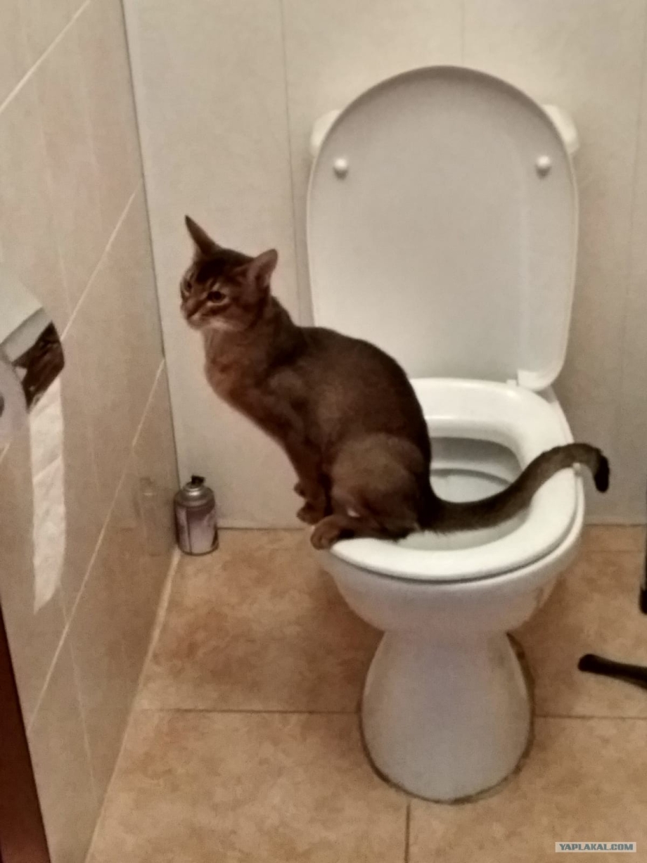 Унитаз для кошек