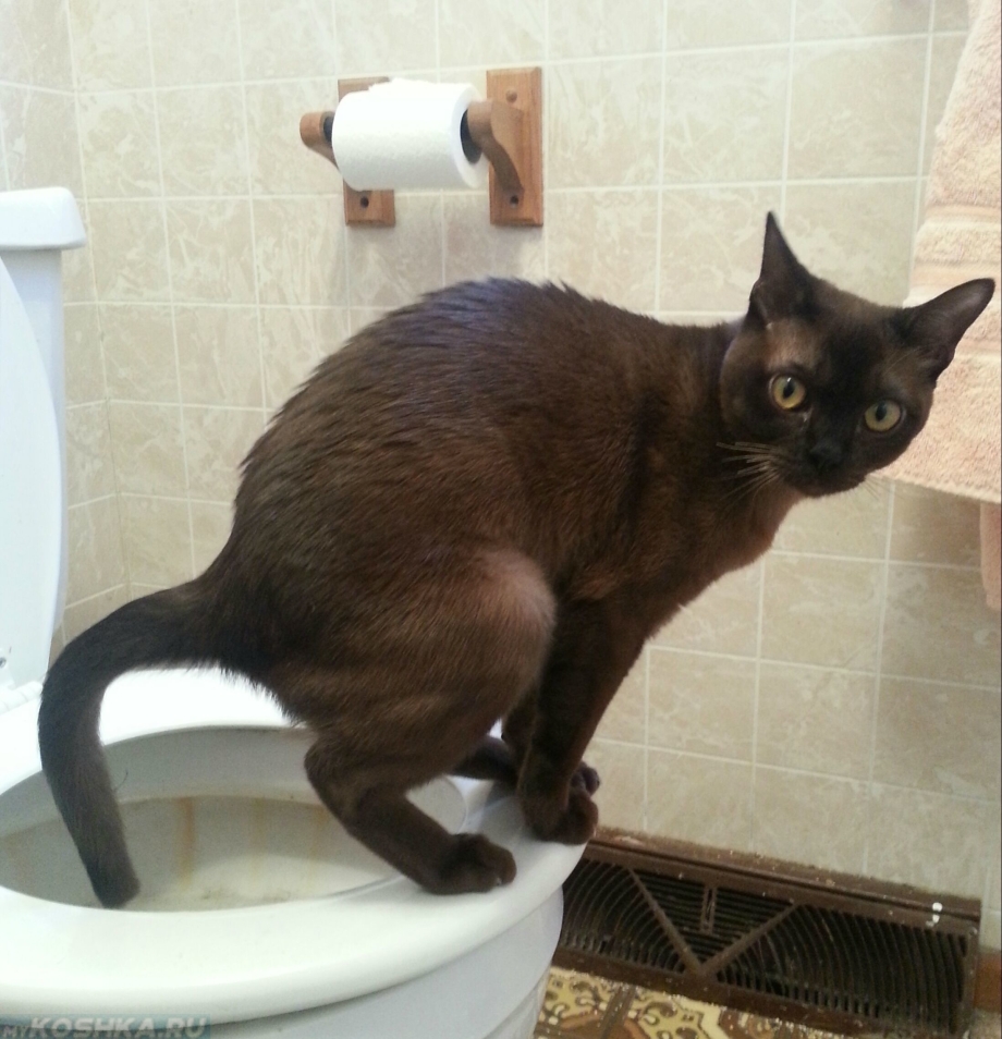 Кот какает