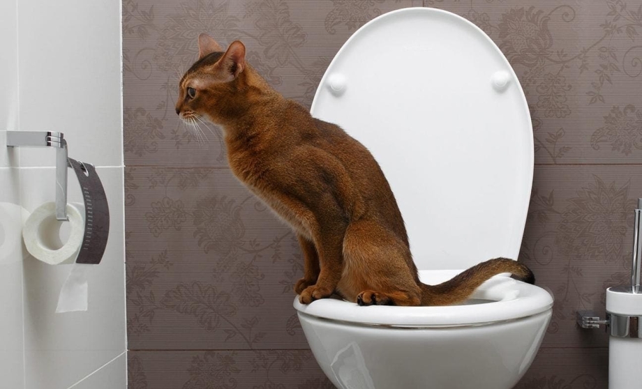 Лоток для приучения кошек к унитазу