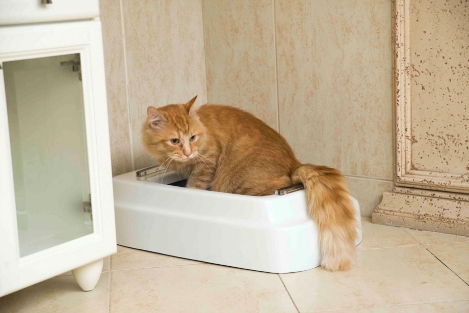 Смешные коты на унитазе