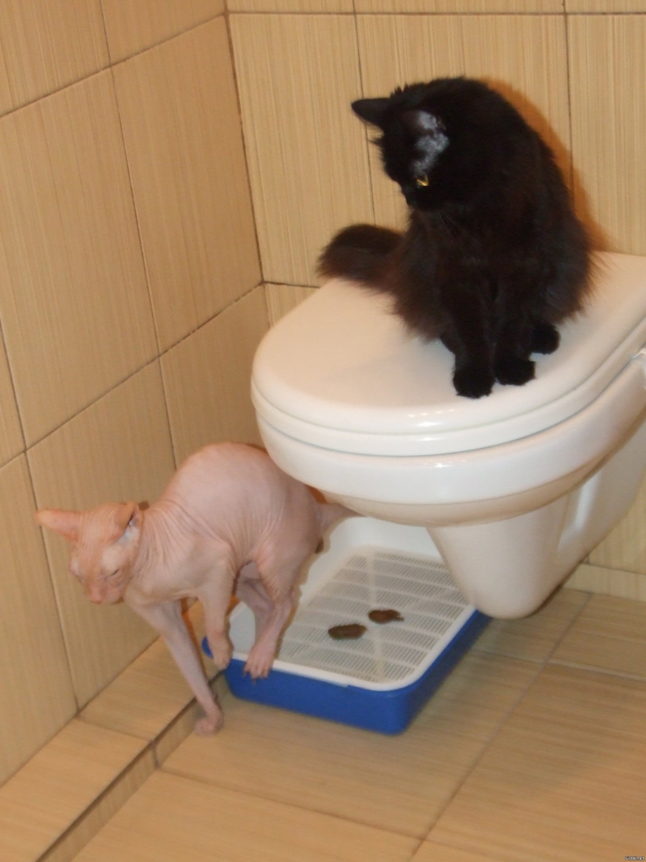 Кот какает