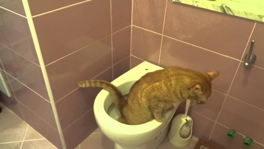 Приучение кота к лотку