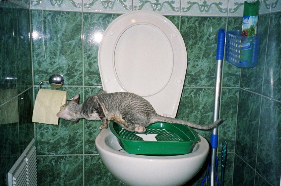 Коты которые какают