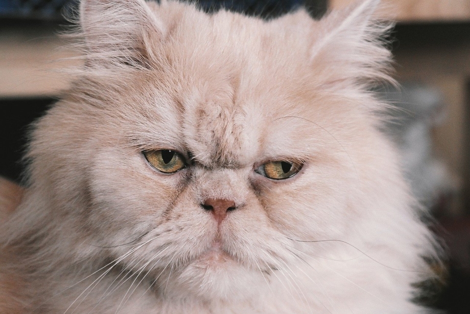 Персидская кошка