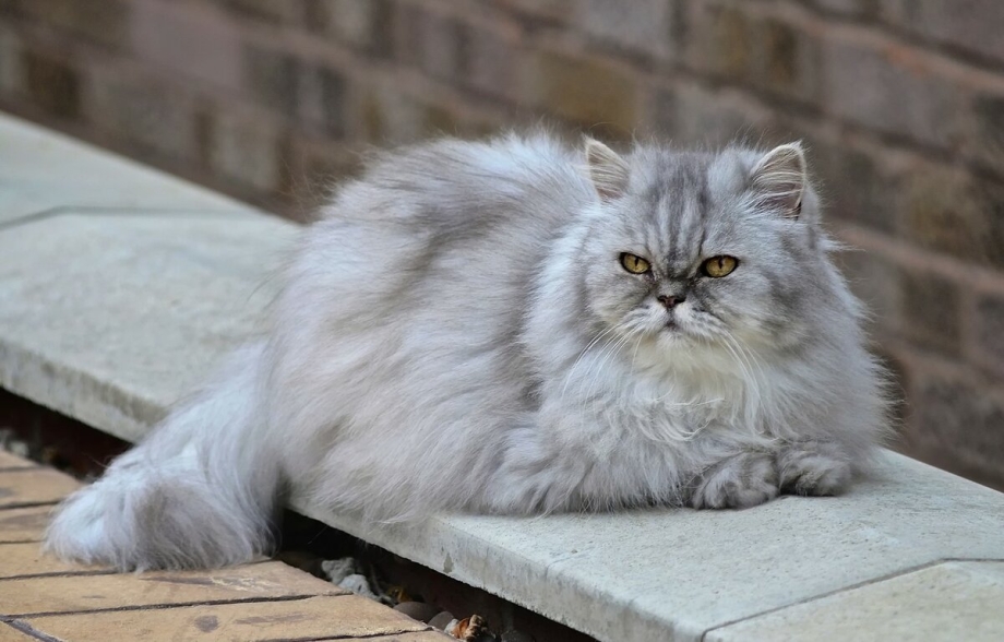 Персидский экзот длинношерстный