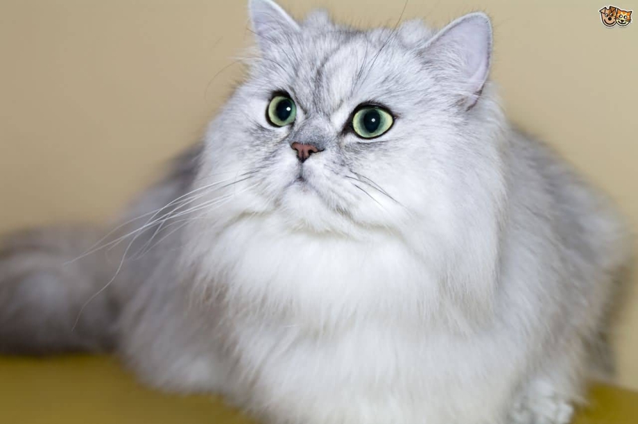 Персидский длинношерстный кот
