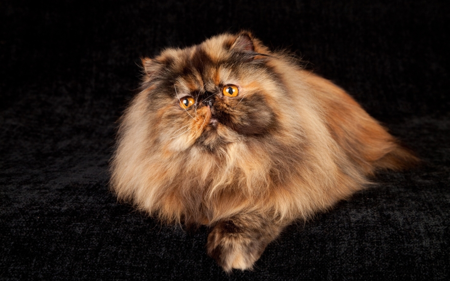 Персидская кошка