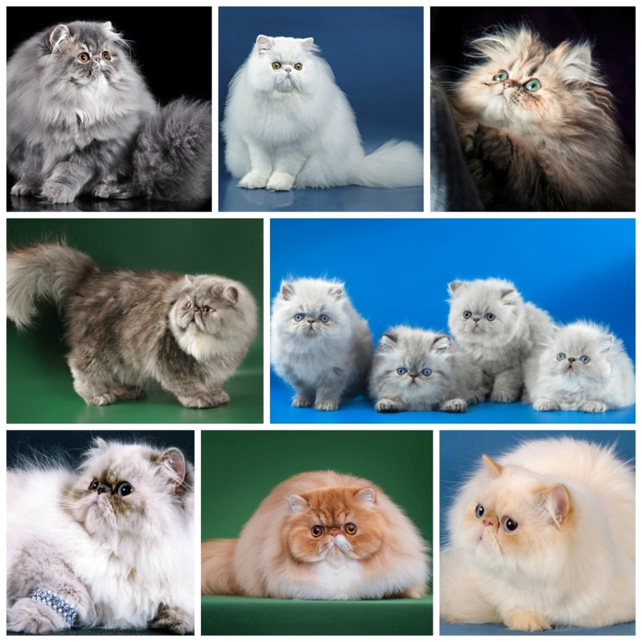 Ангорская шиншилла кошка