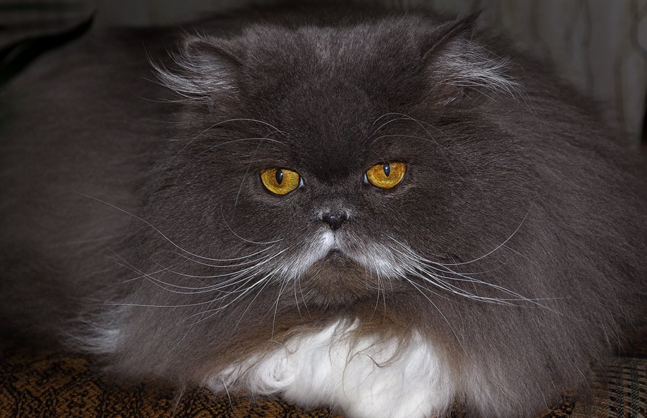 Персидская кошка