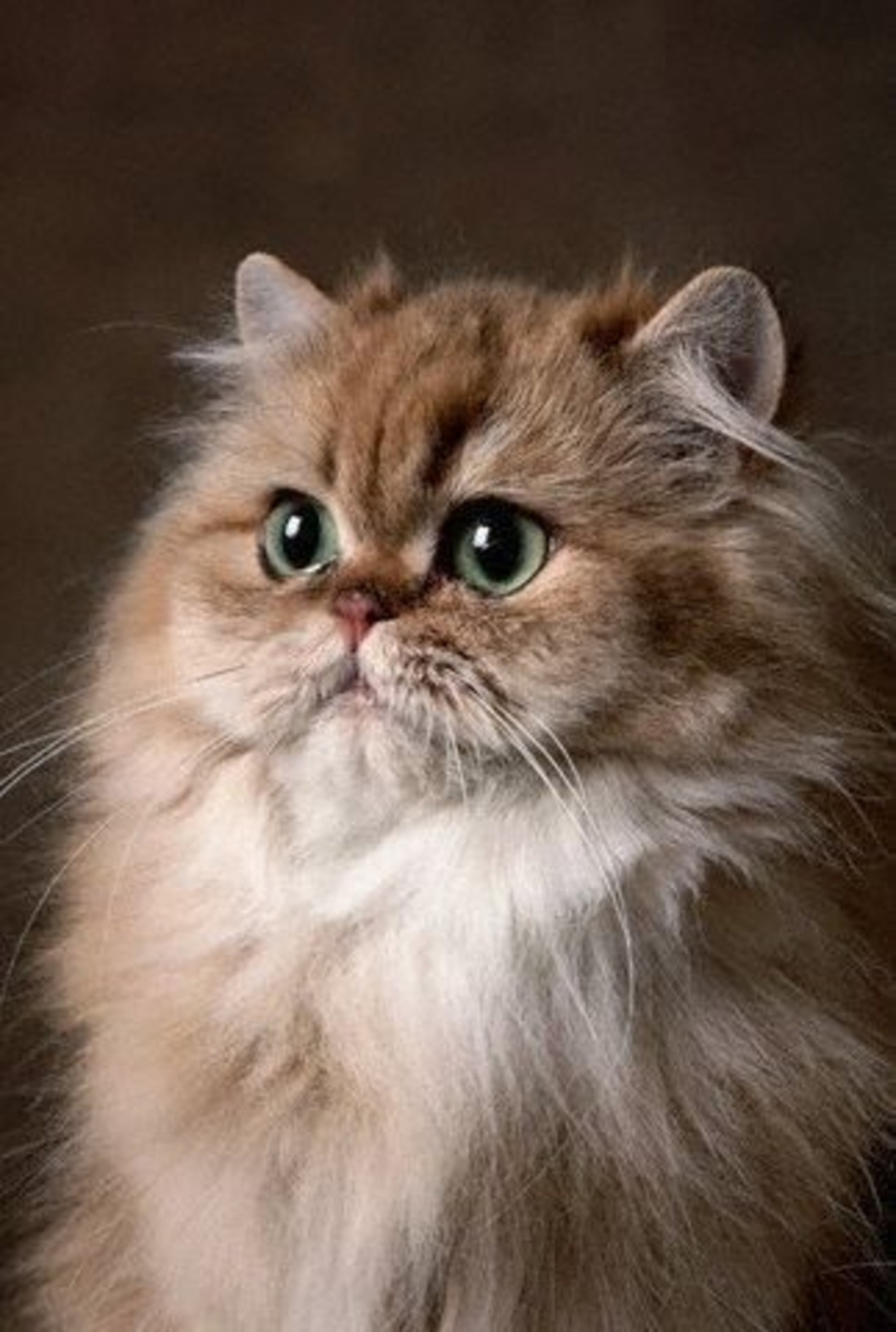 Кайраплонт Персицкий