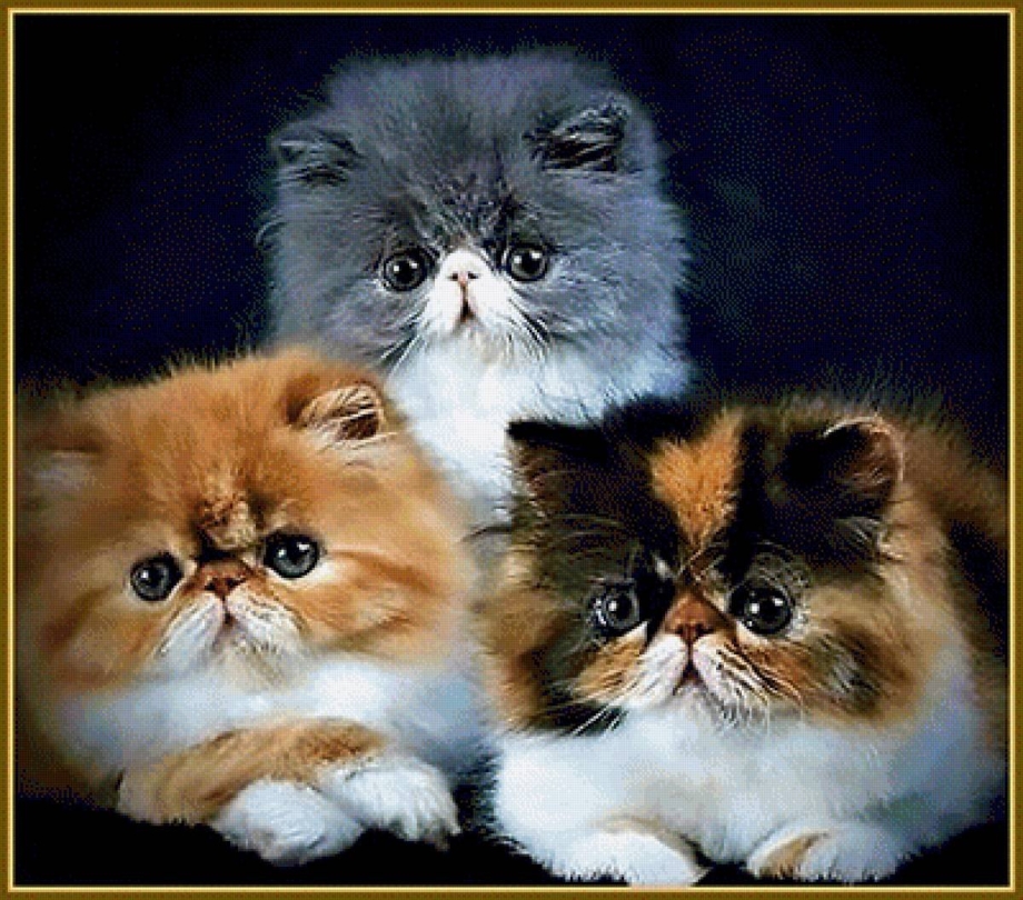 Персы кошки котята