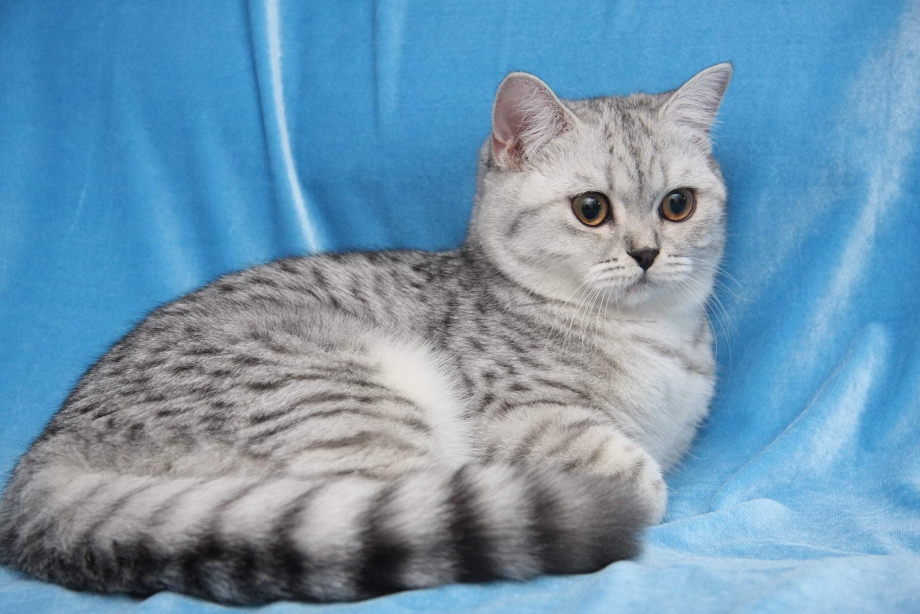Золотая шиншилла табби кошка