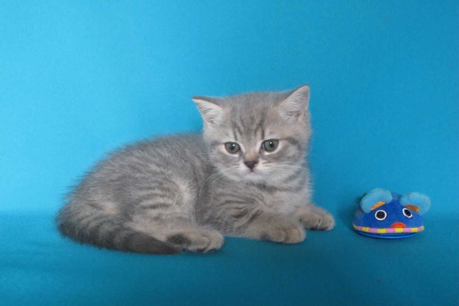 Шотландские котята прямоухие табби