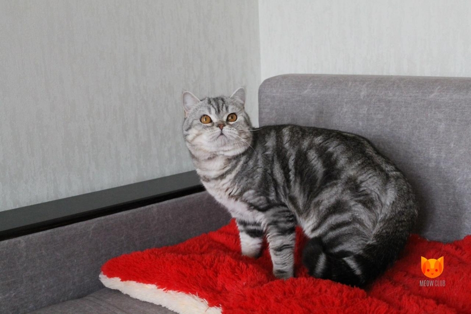 Шотландские котята Вискасы