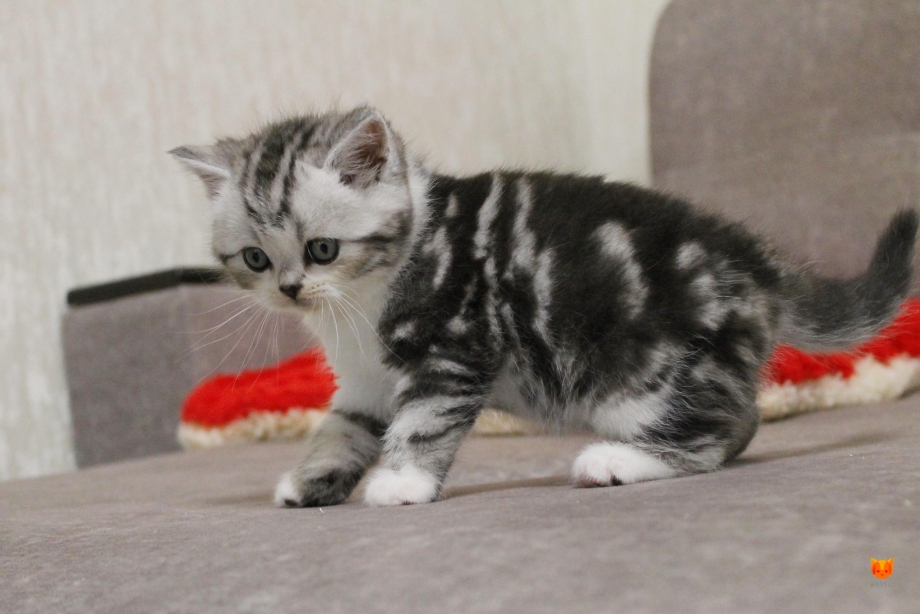 Котята Браун табби фолд