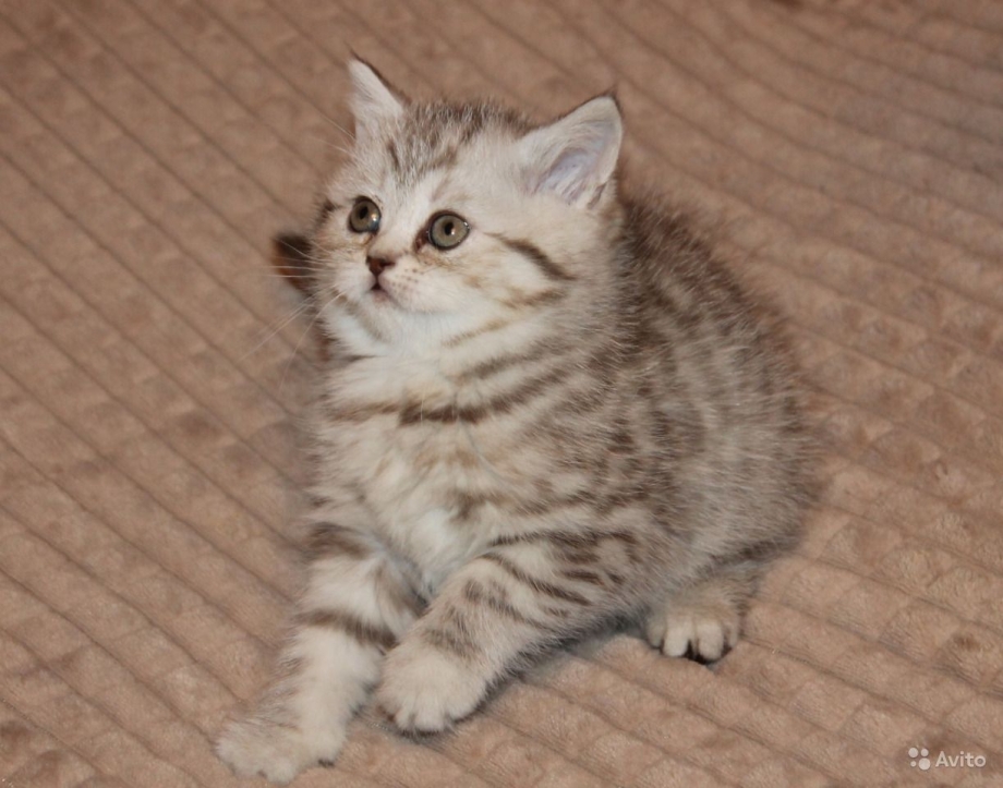 Шотландские котята прямоухие