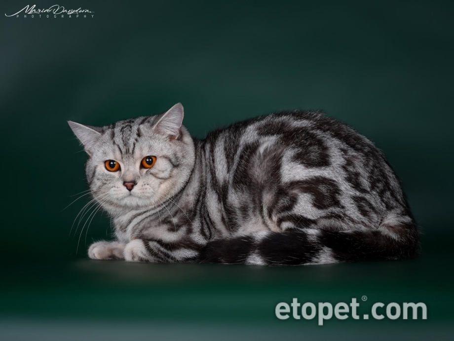 Шотландская кошка мраморный табби