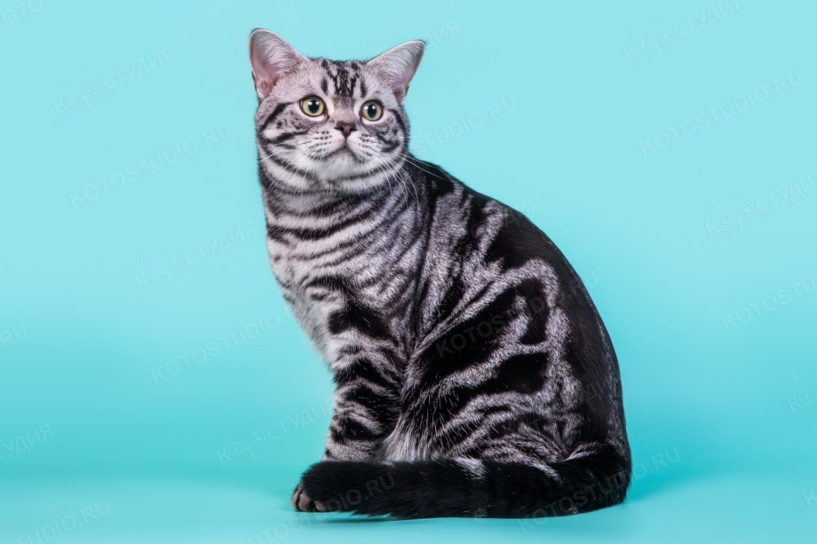 Шотландская прямоухая кошка мрамор
