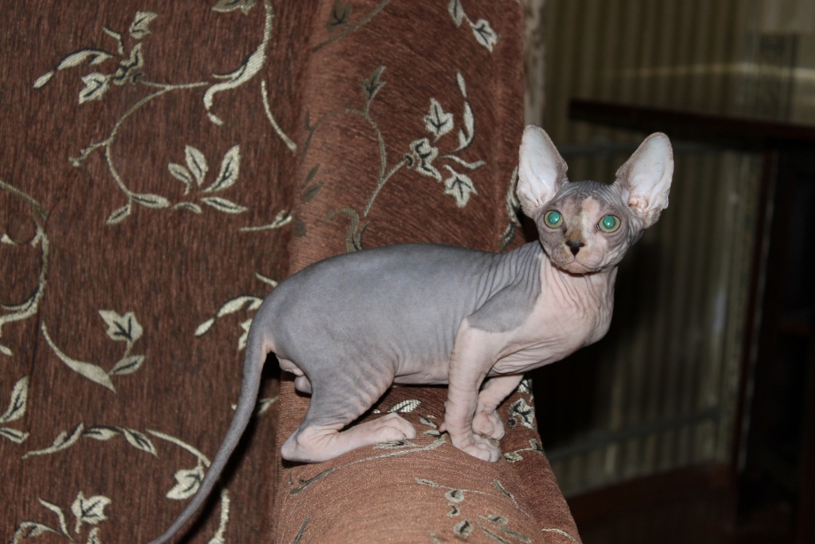 Сфинкс кошка