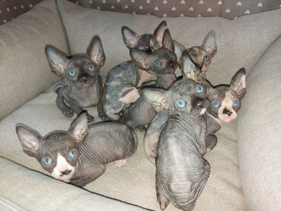 Лысые коты с купированным хвостом