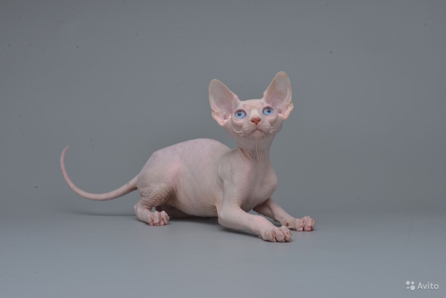 Сфинкс кот