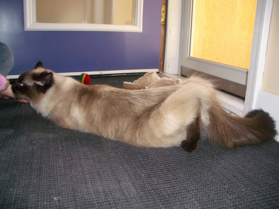 Кот позы