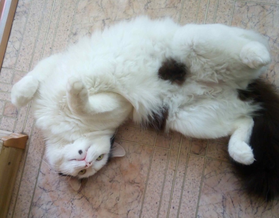 Половозрелый кот