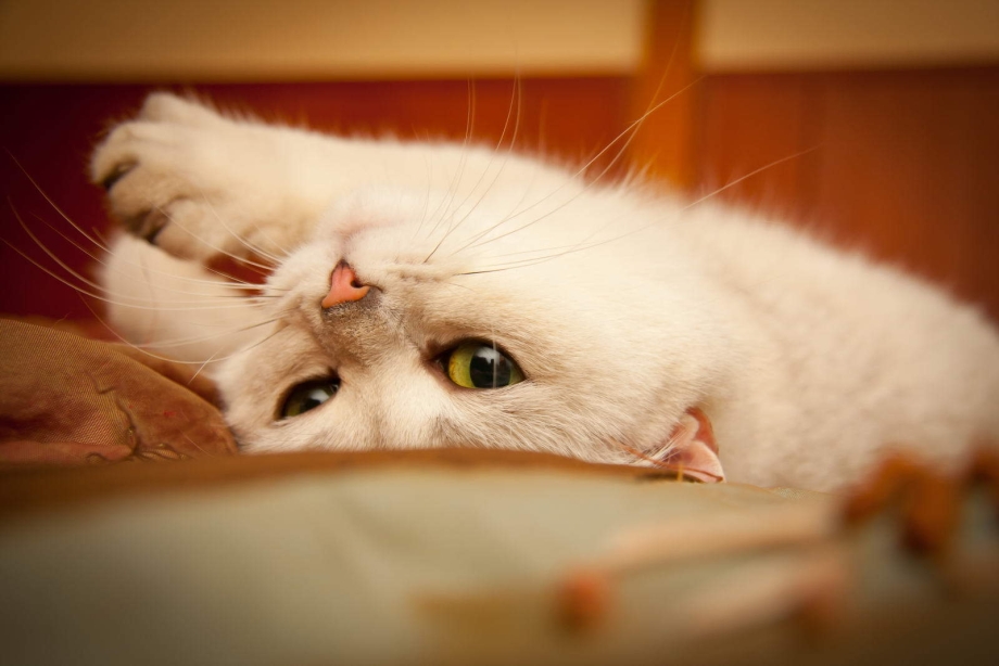 Кот и кошка как определить