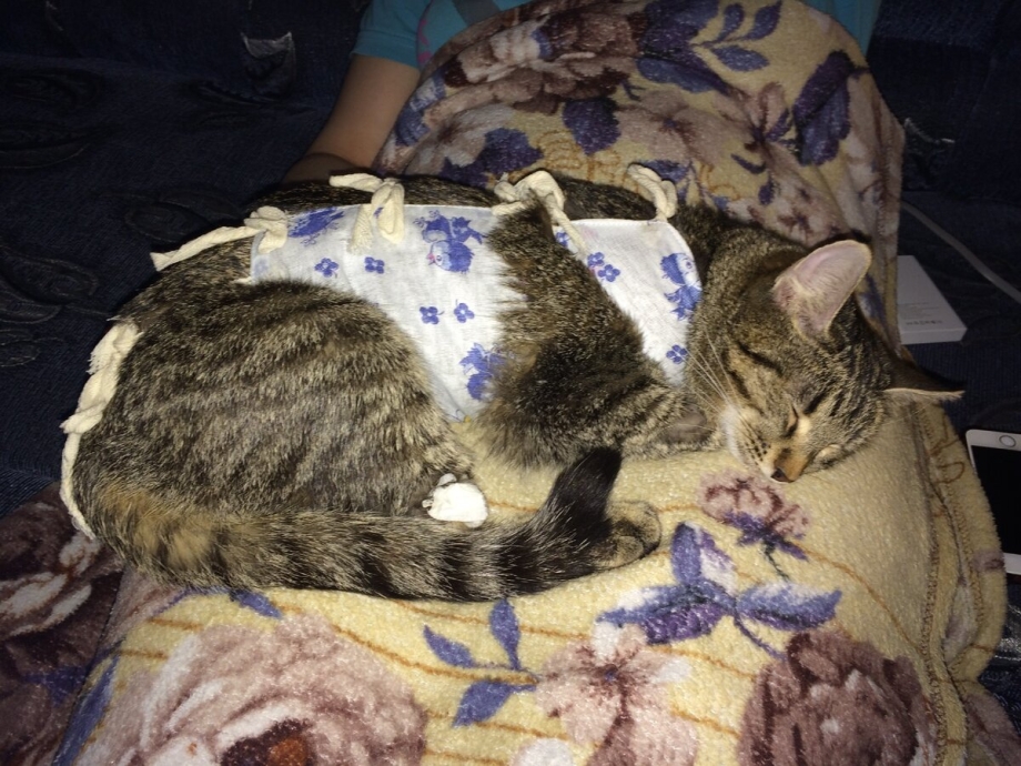 Первые признаки течки у кошки